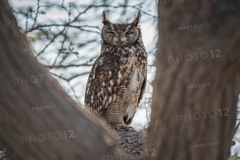 Spotted eagle-owl