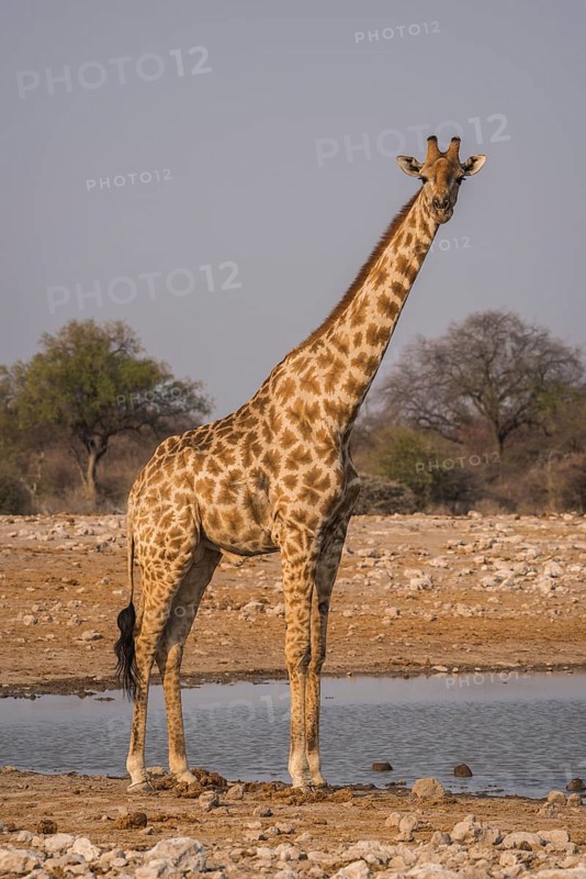 Angolan giraffe