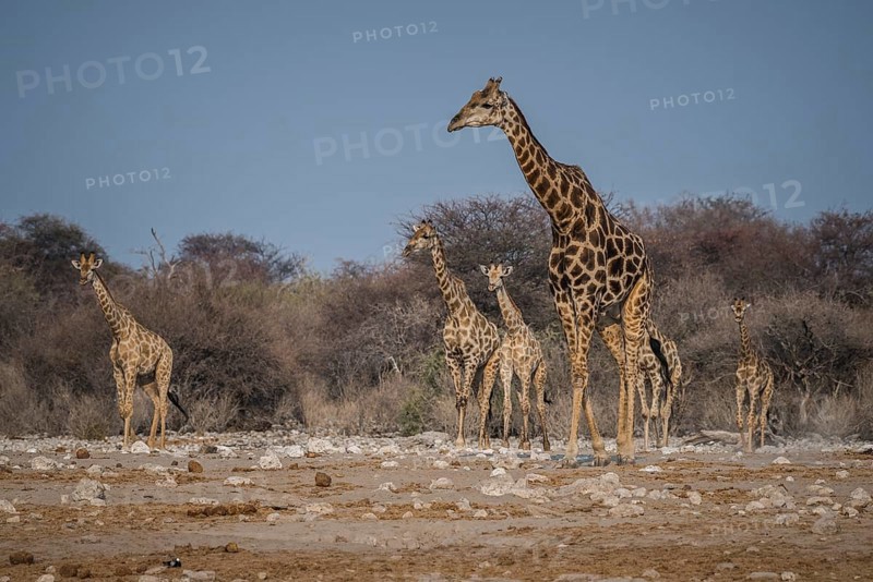 Angolan giraffes