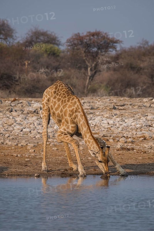 Angolan giraffe