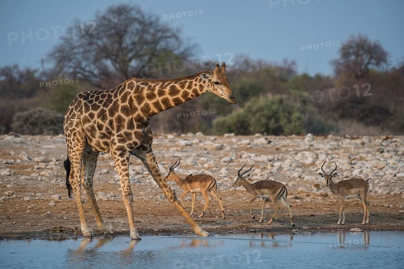 Angolan giraffe