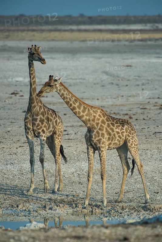 Angolan giraffes