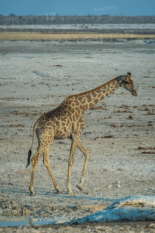 Angolan giraffe
