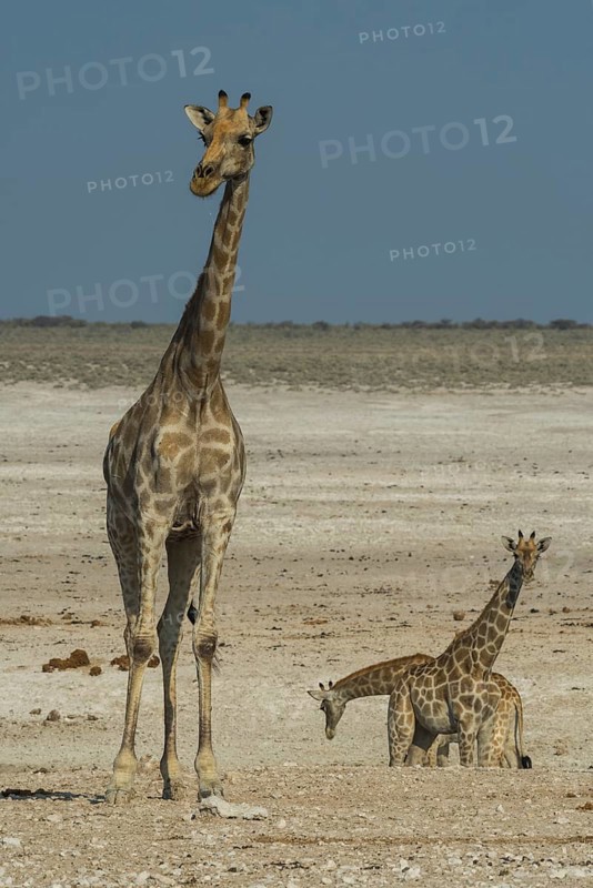 Angolan giraffes