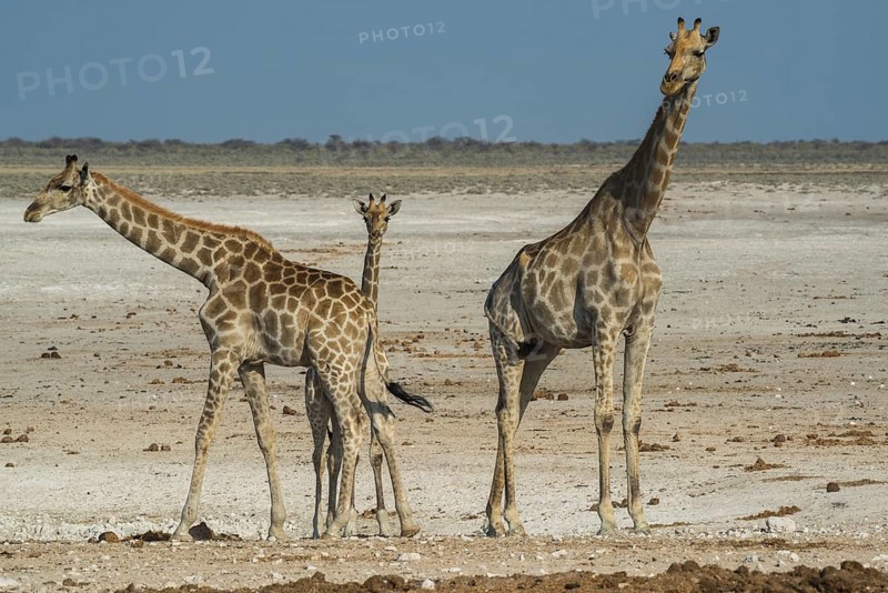 Angolan giraffes