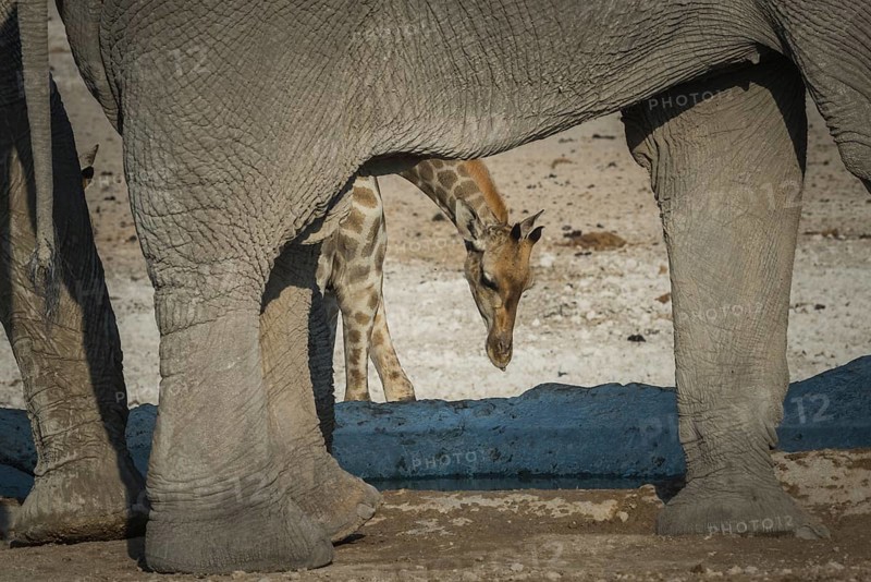 Angolan giraffe