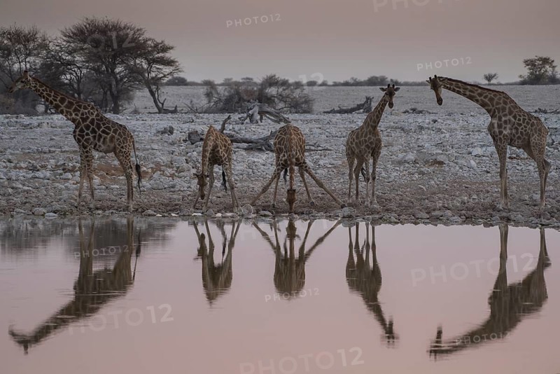 Angolan giraffes