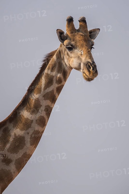 Angolan giraffe