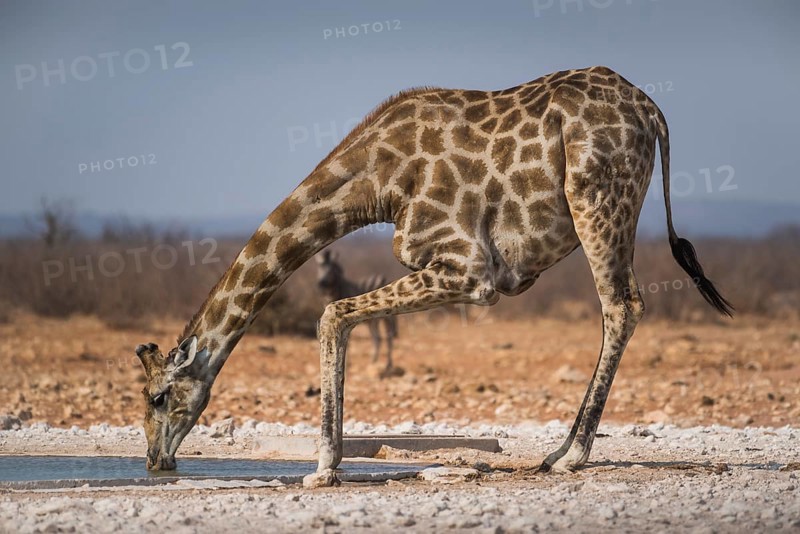 Angolan giraffe