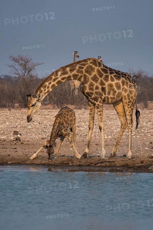 Angolan giraffes