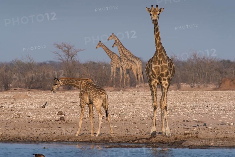 Angolan giraffes