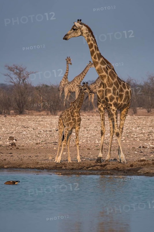 Angolan giraffes