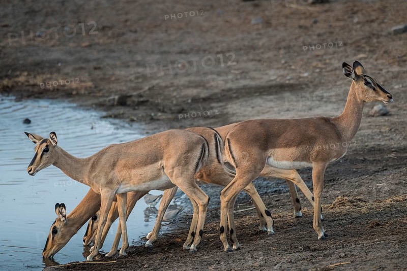 Black-faced impalas