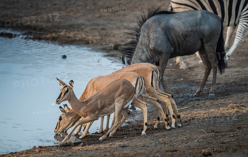 Black-faced impalas