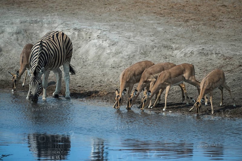 Black-faced impalas