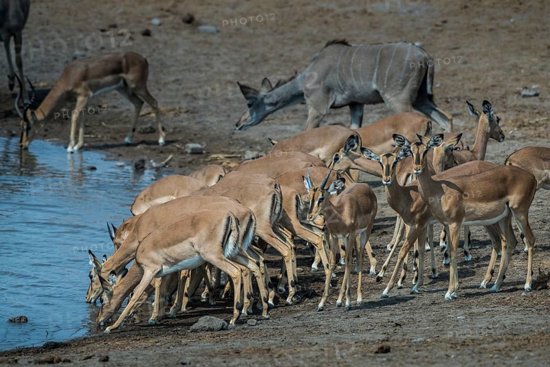 Black-faced impalas