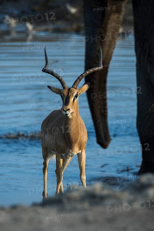 Black-faced impala
