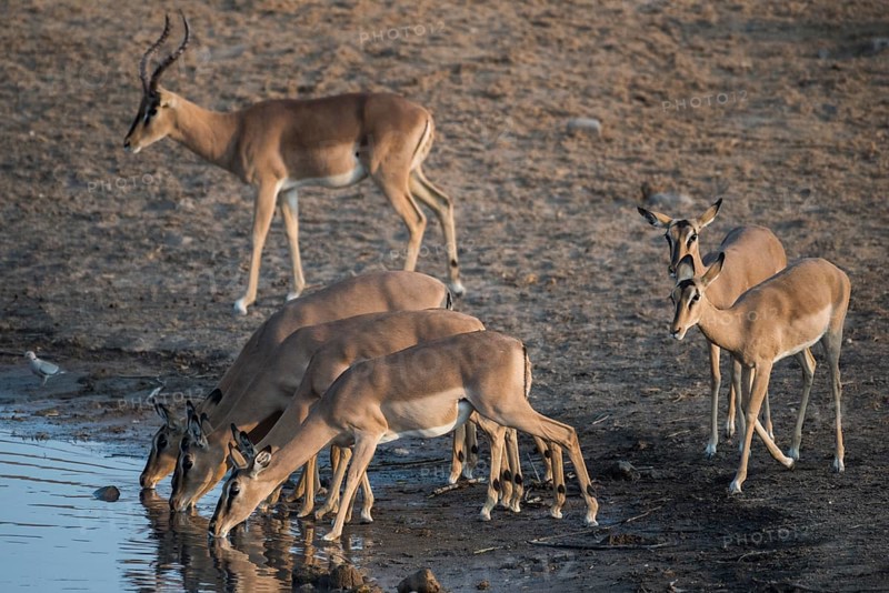 Black-faced impalas