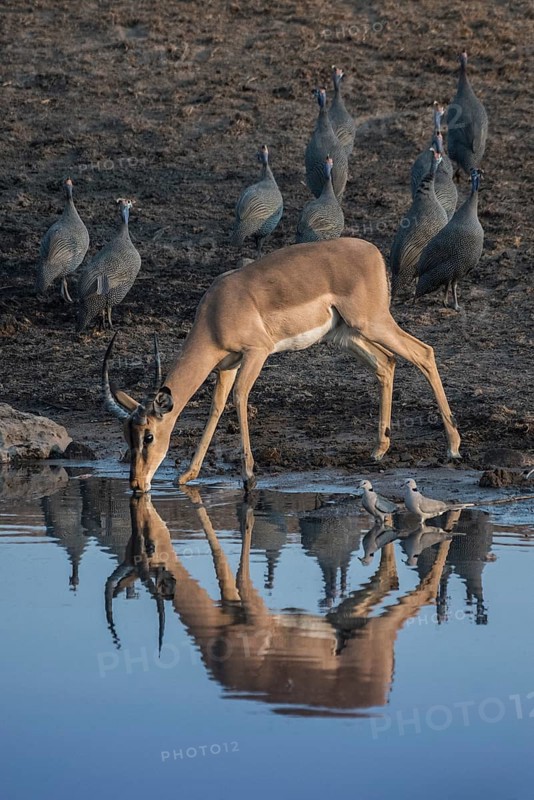 Black-faced impala