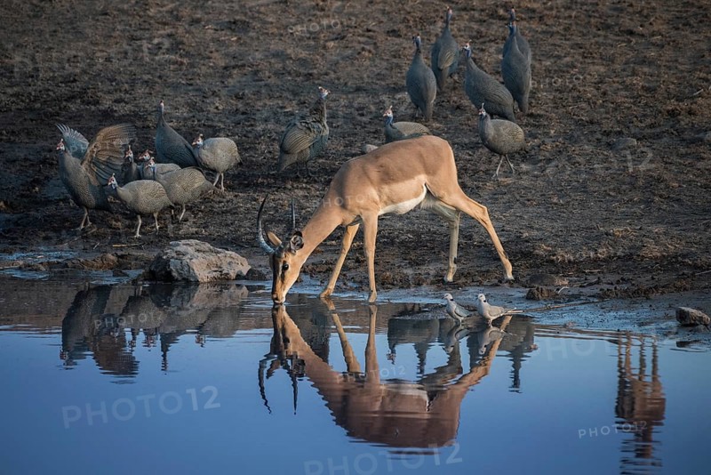 Black-faced impala
