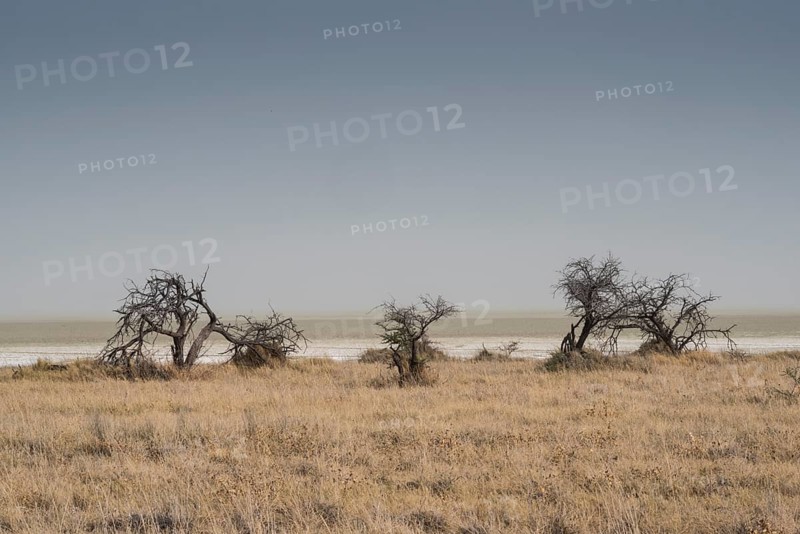 Landscape on the edge of the Etosha Pan