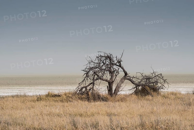 Landscape on the edge of the Etosha Pan