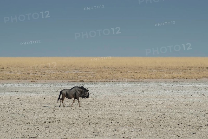 Blue wildebeest