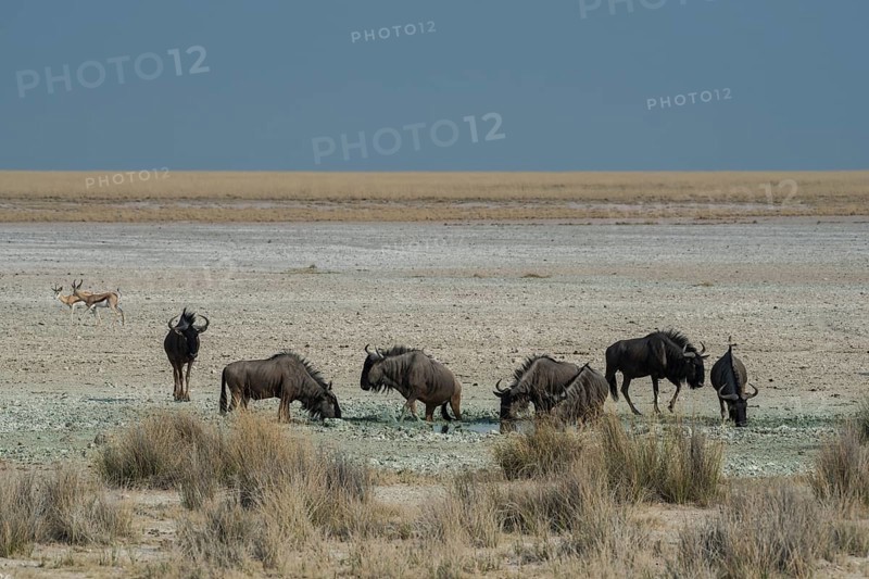 Blue wildebeests