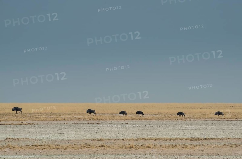 Blue wildebeests