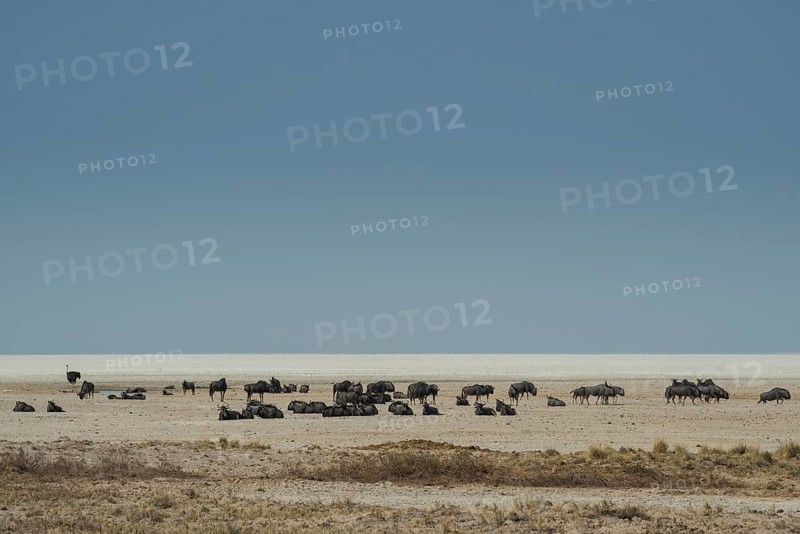 Blue wildebeests