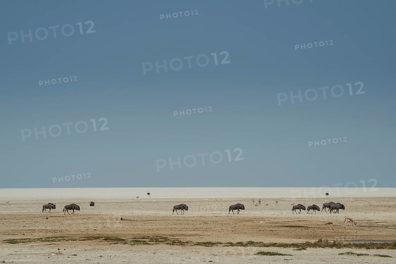 Blue wildebeests