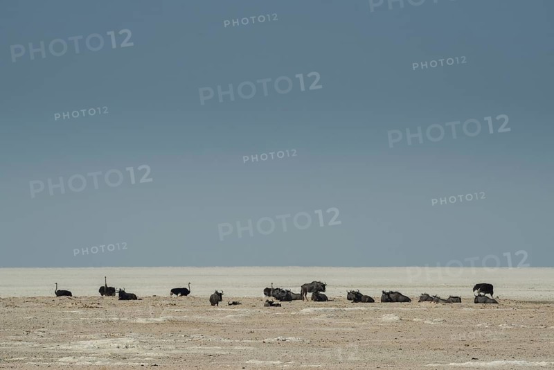 Blue wildebeests