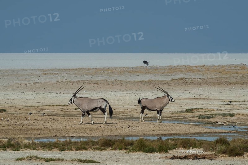 Oryx antelopes