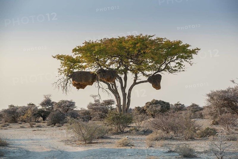 Tree with nest of boiling weaver birds