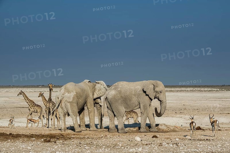 Landscape with elephants
