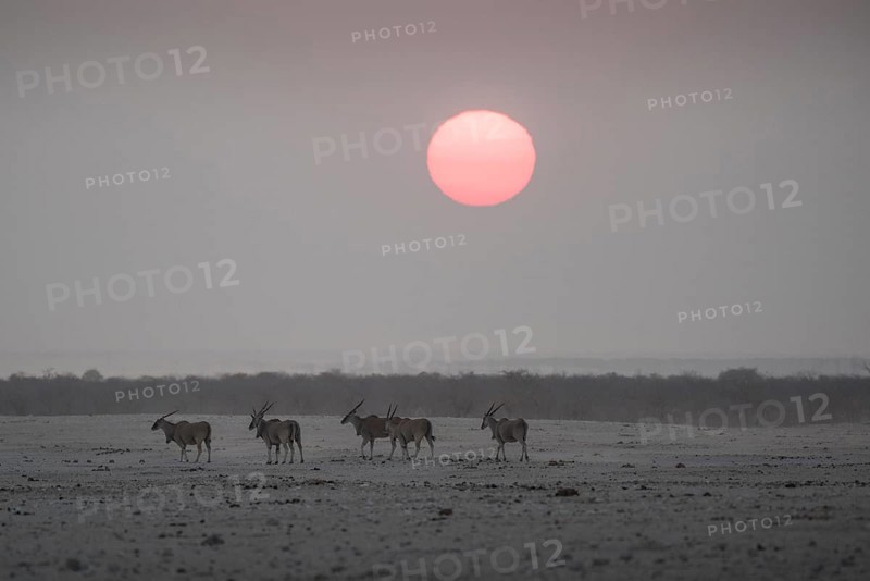 Sunset over the Etosha Pan with common elands