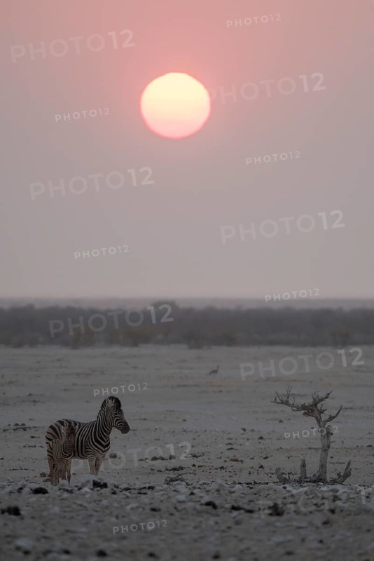 Sunset over the Etosha Pan with plains zebras