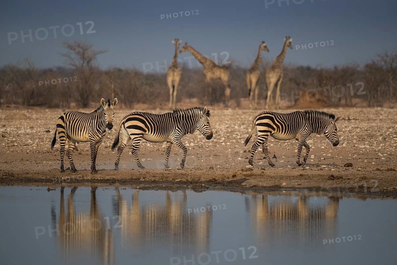 Landscape in Etosha National Park with mountain zebras