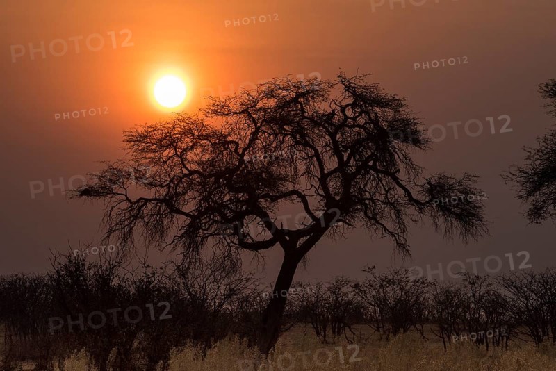 Sunset over the Etosha Pan with camelthorn tree