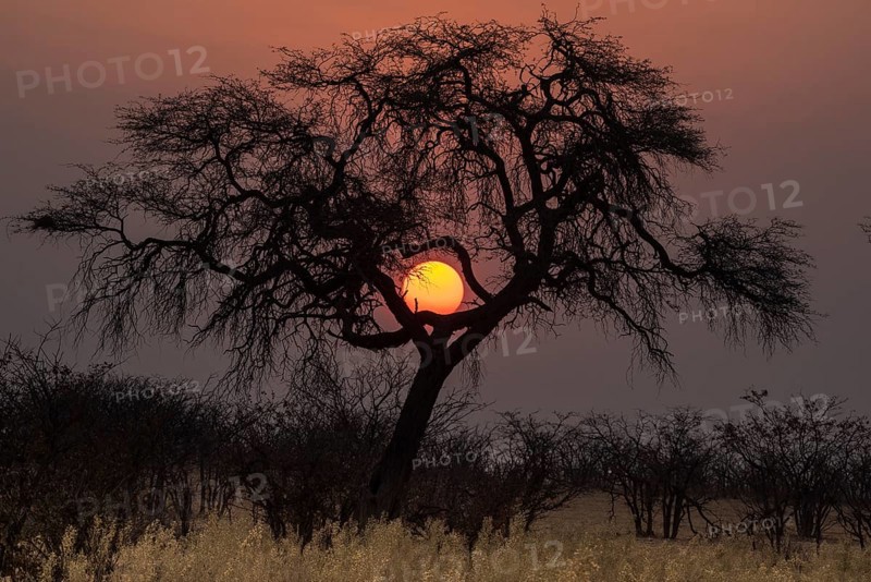Sunset over the Etosha Pan with camelthorn tree