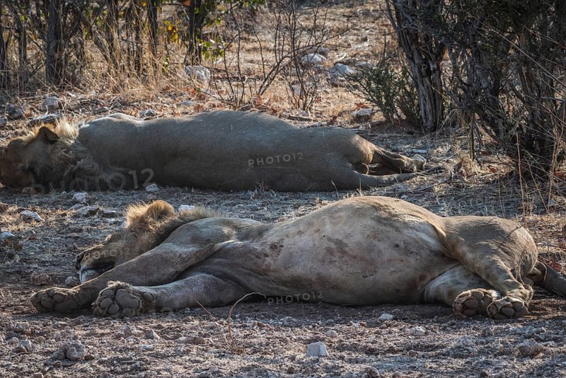 Lions