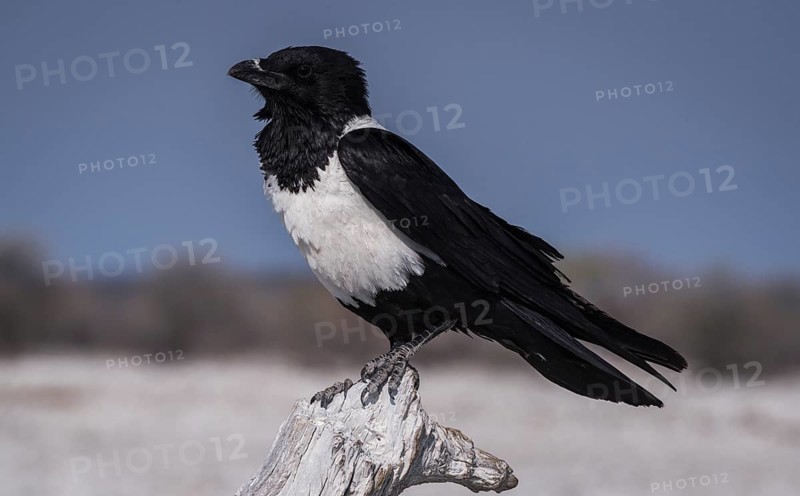 Pied crow