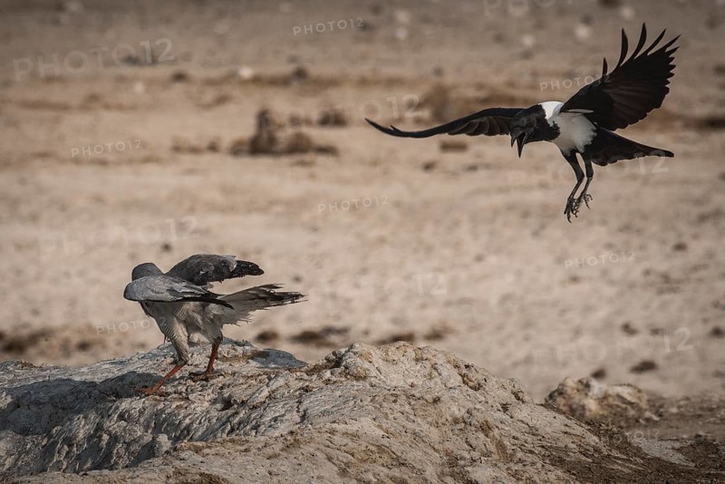 A pied crow
