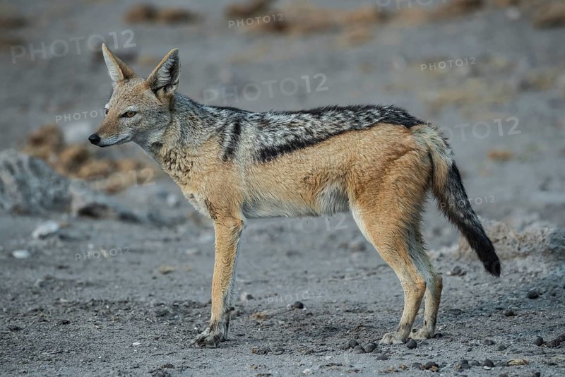 Black-backed jackal