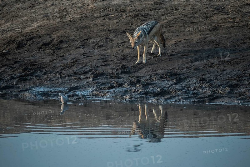 Black-backed jackal