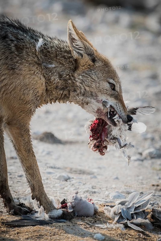 Black-backed jackal