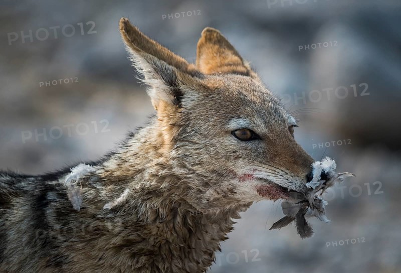 Black-backed jackal