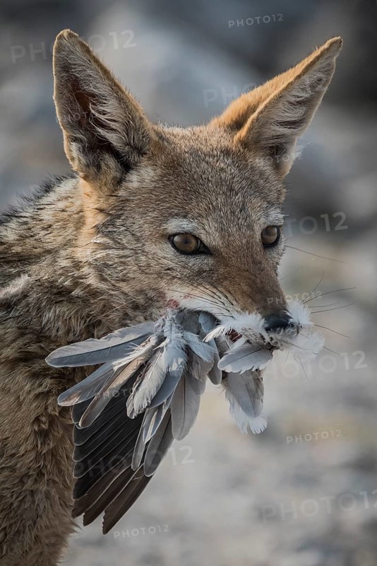 Black-backed jackal