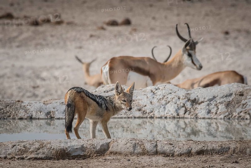 Black-backed jackal