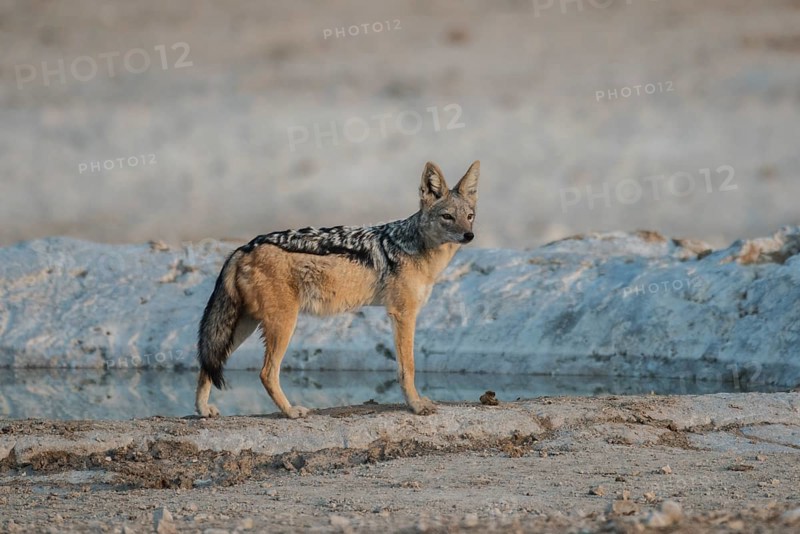 Black-backed jackal